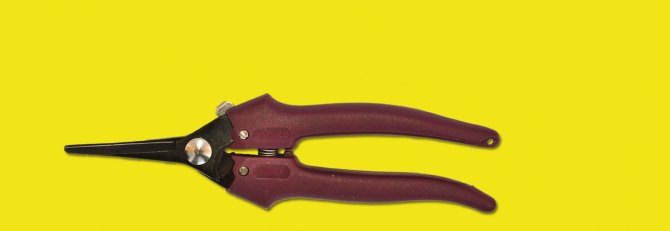 <transcy>1335 - Grape scissors for grape marc</transcy>